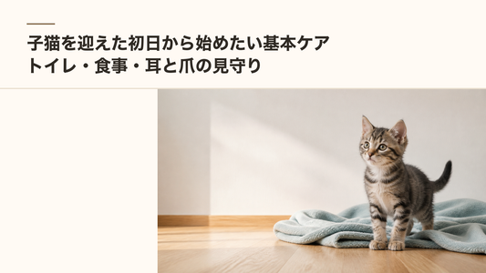 子猫を迎えた初日から始めたい基本ケア｜トイレ・食事・耳と爪の見守り