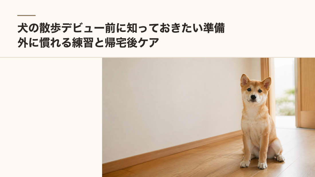 犬の散歩デビュー前に知っておきたい準備｜外に慣れる練習と帰宅後ケア