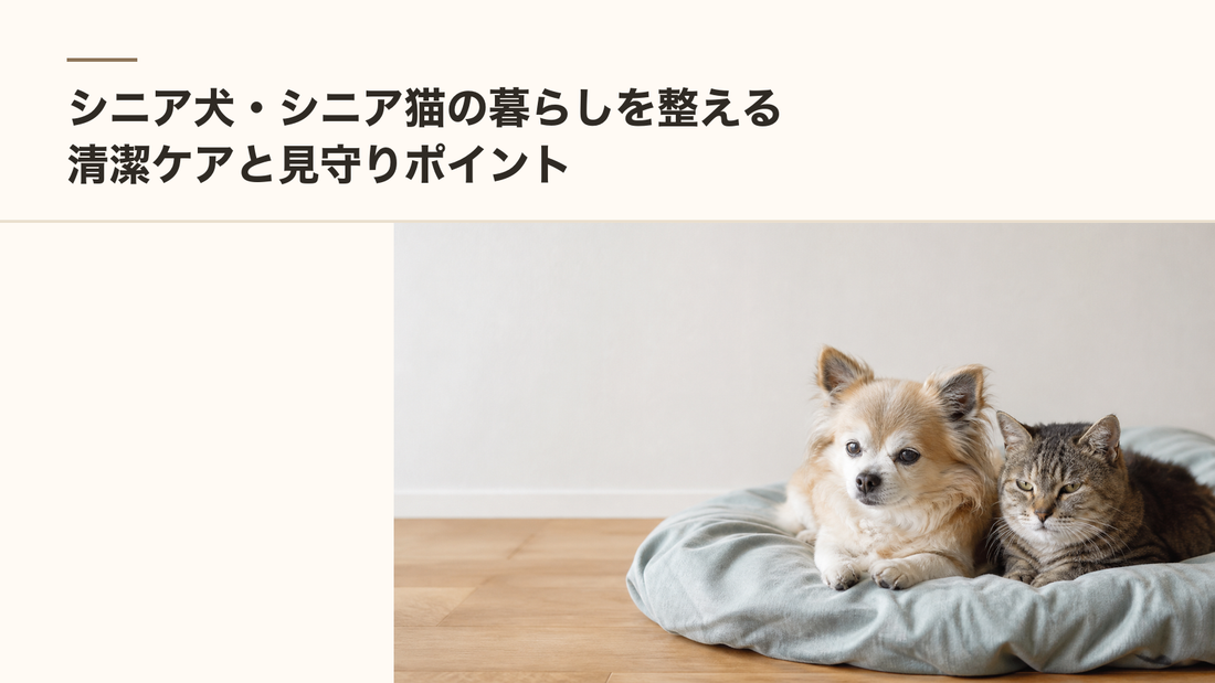 シニア犬・シニア猫の暮らしを整える｜清潔ケアと見守りポイント