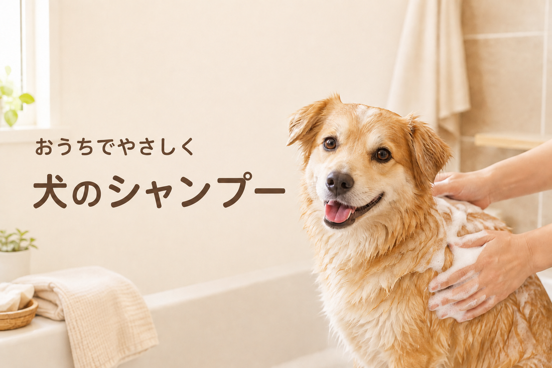 犬のお風呂の入れ方とシャンプーのコツ｜自宅でやさしく洗う手順
