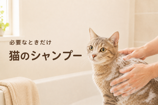 猫にお風呂は必要？シャンプーが必要な場合と負担を減らす入れ方