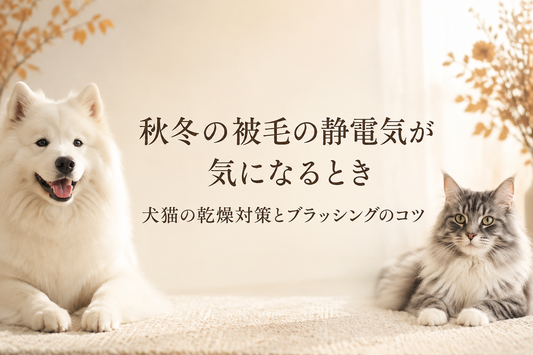 秋冬の被毛の静電気が気になるとき 犬猫の乾燥対策とブラッシングのコツ