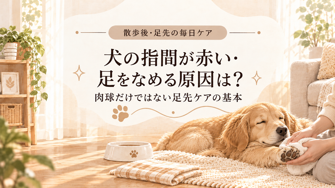 犬の指間が赤い・足をなめる原因は？肉球だけではない足先ケアの基本