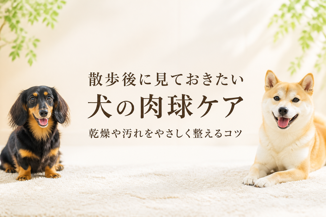 散歩後に見ておきたい犬の肉球ケア 乾燥や汚れをやさしく整えるコツ