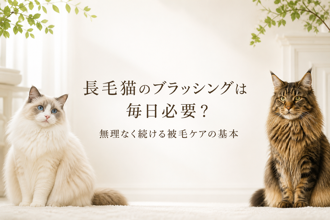 長毛猫のブラッシングは毎日必要？無理なく続ける被毛ケアの基本