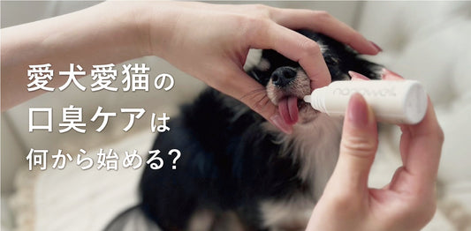 愛犬愛猫の口臭ケアは何から始める？おうちでできるやさしい習慣
