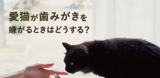 愛猫が歯みがきを嫌がるときはどうする？無理なく始めるオーラルケア