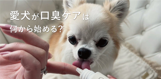 愛犬の口臭が気になる原因とは？おうちでできる毎日の口内ケア