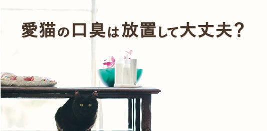 愛猫の口臭は放置して大丈夫？受診の目安と日常ケアの考え方