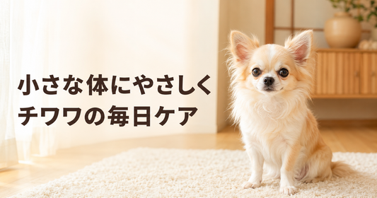 チワワを初めて飼う方へ｜口・目・足まわりのやさしいケア