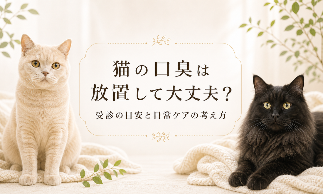 猫の口臭は放置して大丈夫？受診の目安と日常ケアの考え方