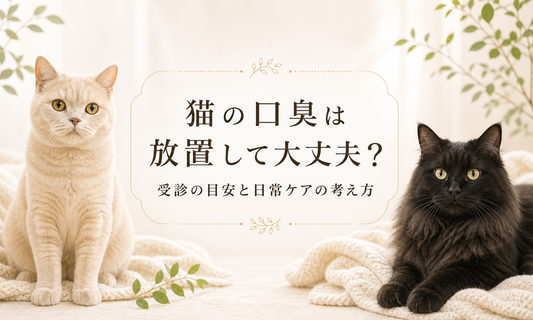猫の口臭は放置して大丈夫？受診の目安と日常ケアの考え方