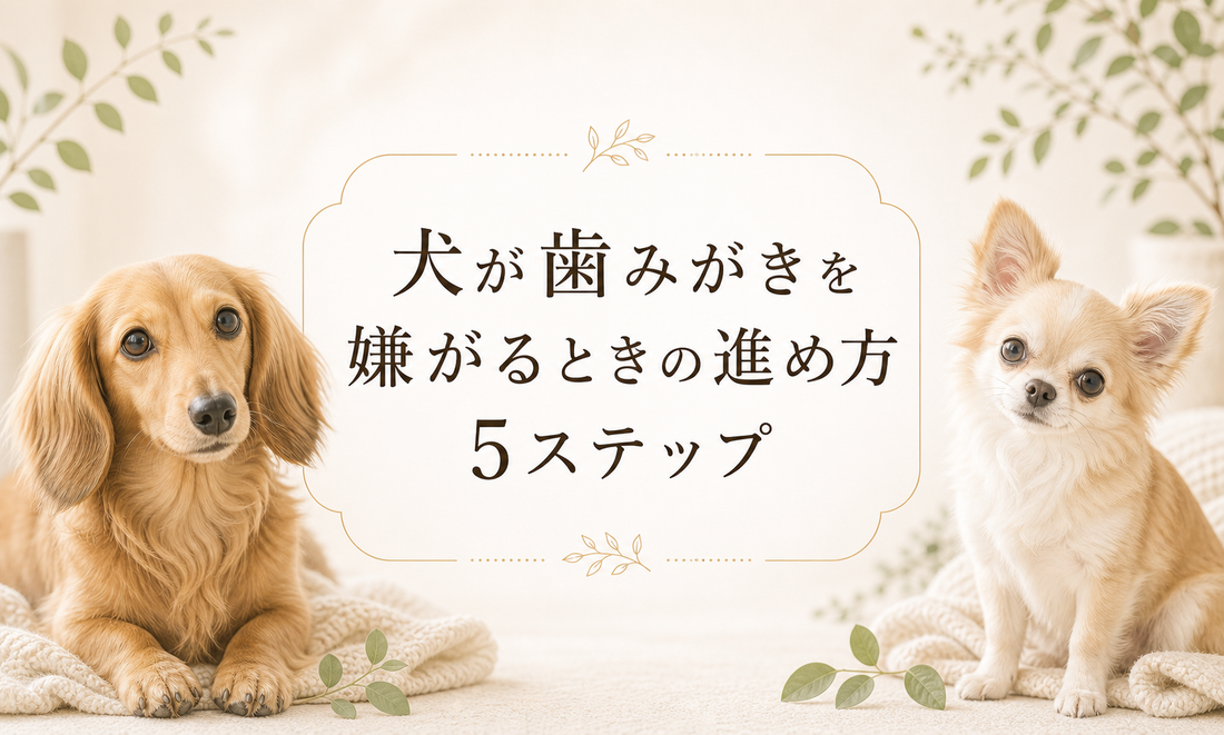 犬が歯みがきを嫌がるときの進め方 5ステップ