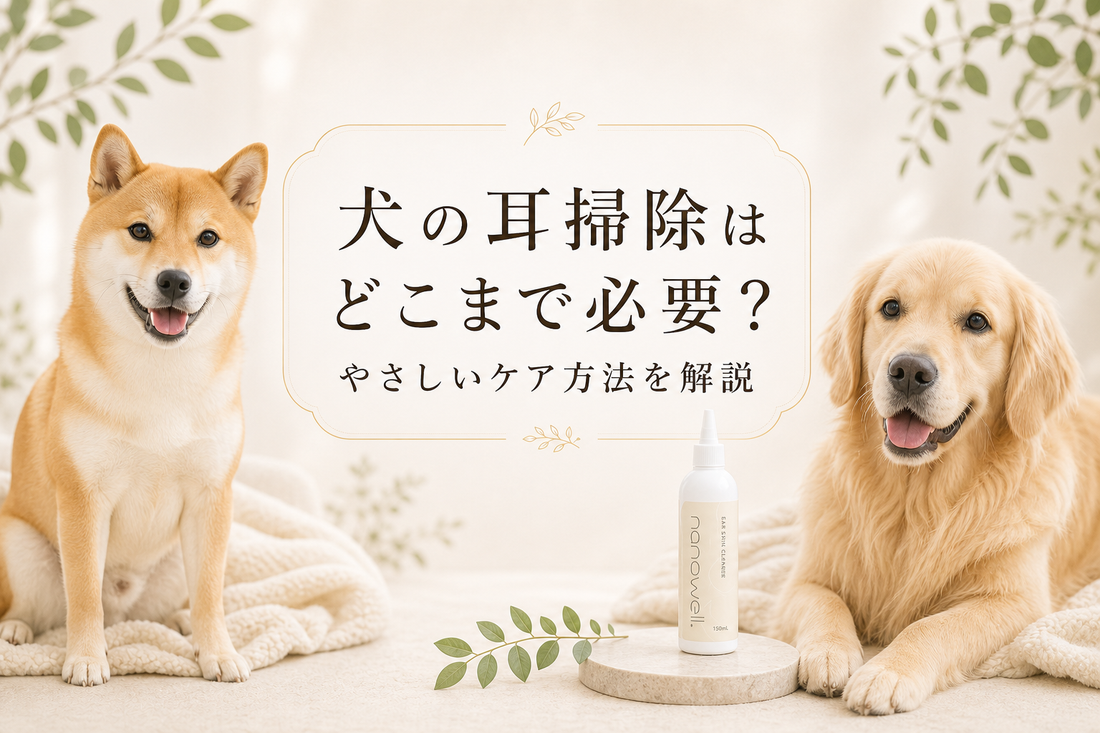 犬の耳掃除はどこまで必要？やりすぎを防ぐやさしいケア方法