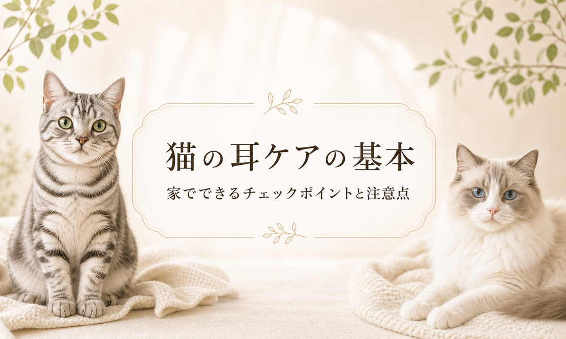 猫の耳ケアの基本 家でできるチェックポイントと注意点