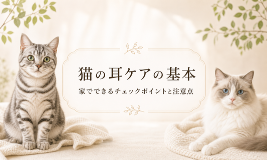 猫の耳ケアの基本 家でできるチェックポイントと注意点