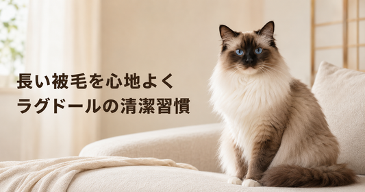 ラグドールを初めて飼う方へ｜長い被毛を清潔に保つ習慣