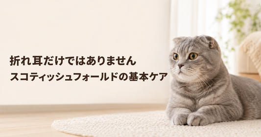 スコティッシュフォールドを初めて飼う方へ｜耳・爪・生活環境の整え方