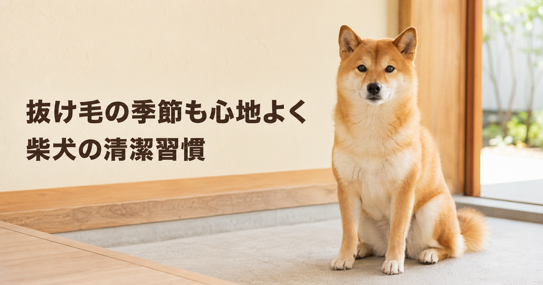 柴犬を初めて飼う方へ｜抜け毛・皮ふ・散歩後の清潔習慣