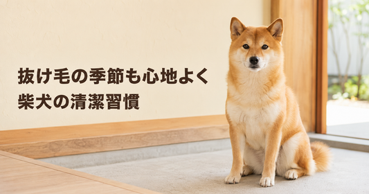 柴犬を初めて飼う方へ｜抜け毛・皮ふ・散歩後の清潔習慣