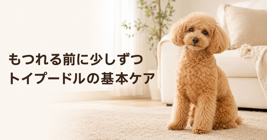 トイプードルを初めて飼う方へ｜被毛・耳・口のケア習慣