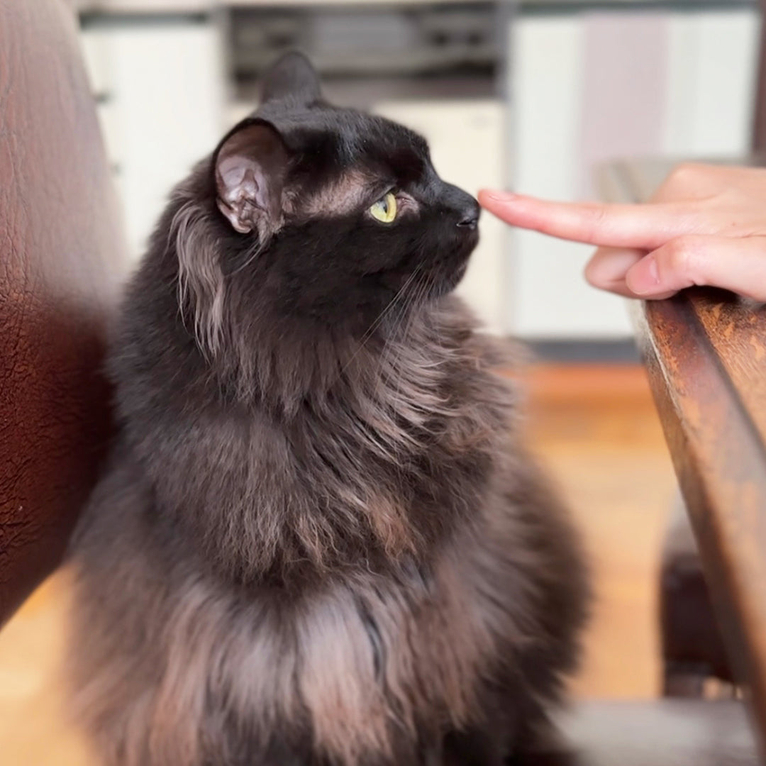 ナノウエルオーラルケア for CAT (愛猫用) 20ml