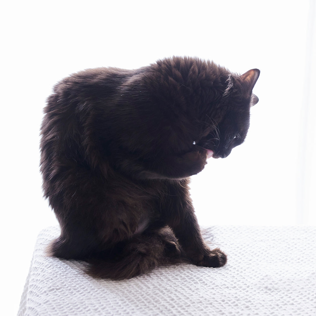 ナノウエルオーラルケア for CAT (愛猫用) 20ml