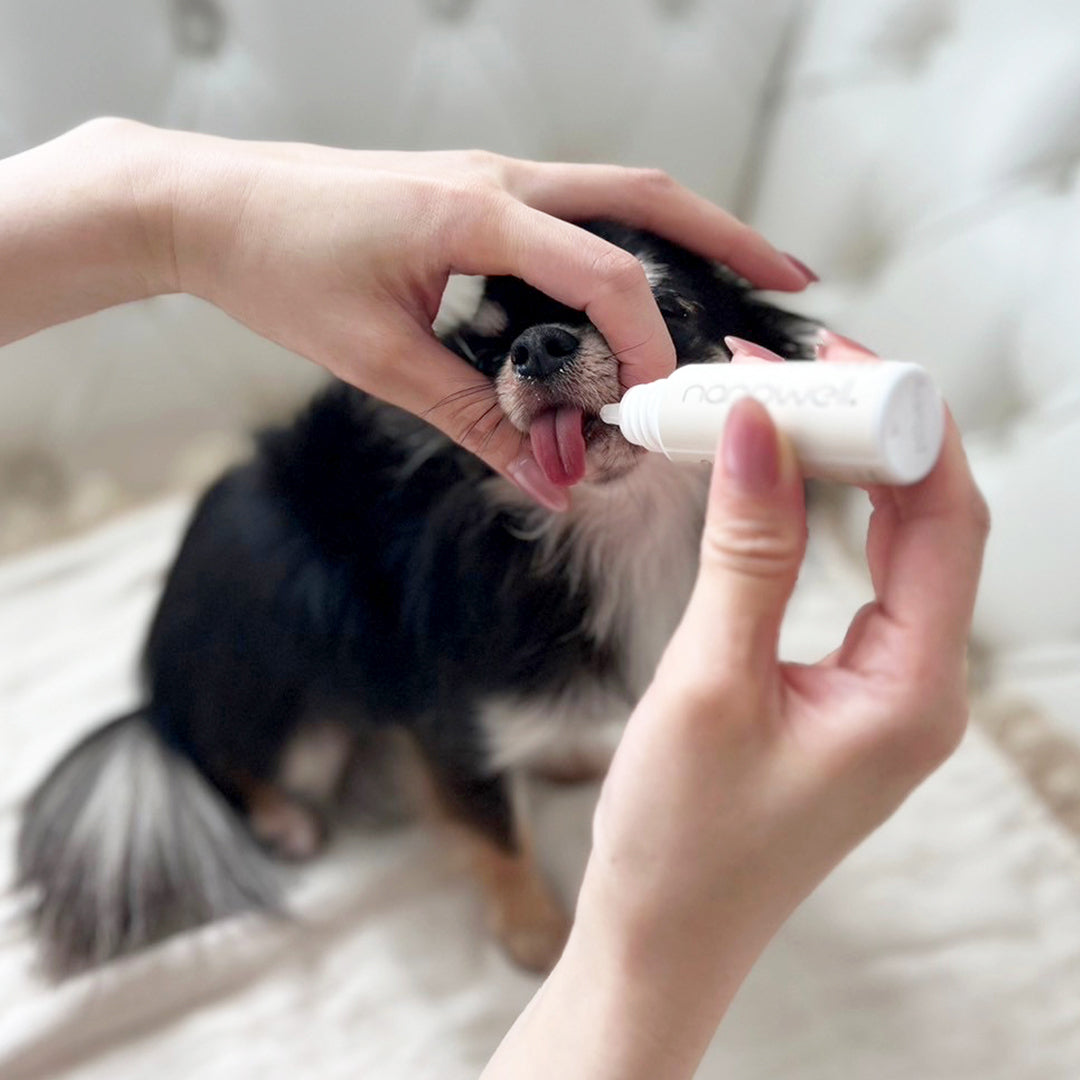 3本　nanowell オーラルケア 犬用 【プリエブラシ1本プレゼント】 Amazon.co.jp: ナノウエルオーラルケア for DOG(愛犬用) 20ml