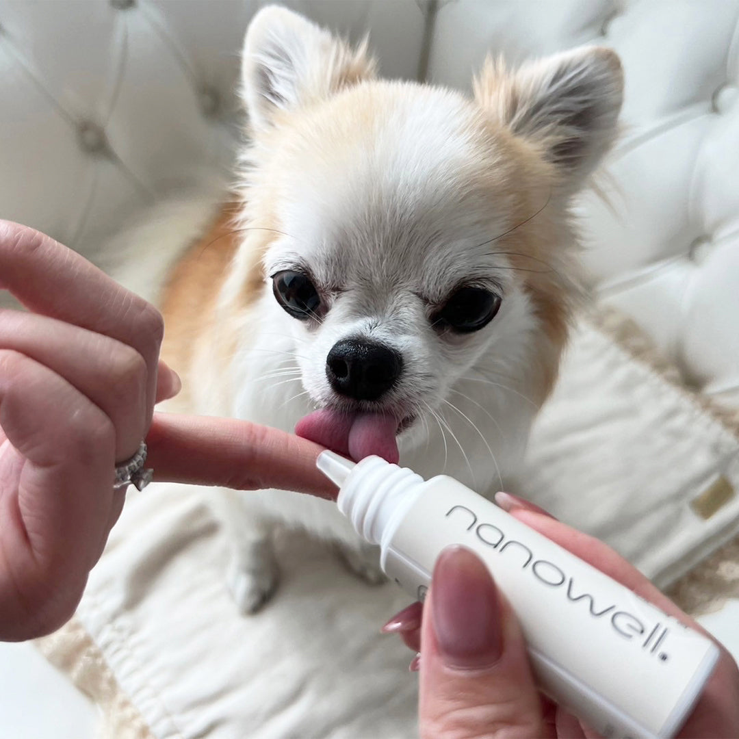 【特価セール】ナノウエルオーラルケア for DOG(愛犬用) 20ml × 2 ナノウエル 犬用 歯磨きジェル オーラルケア デンタルケア 20ml